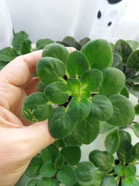 29 iulie - ZZ White Roby