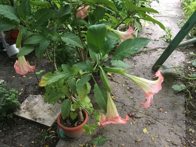 0616CAF7-5EAA-4B71-8C55-A4074A31732F - Flori 2018