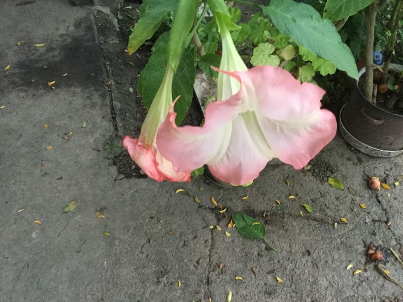 A6F8EC01-25C5-4D06-92BB-421D9FB65D12 - Flori 2018