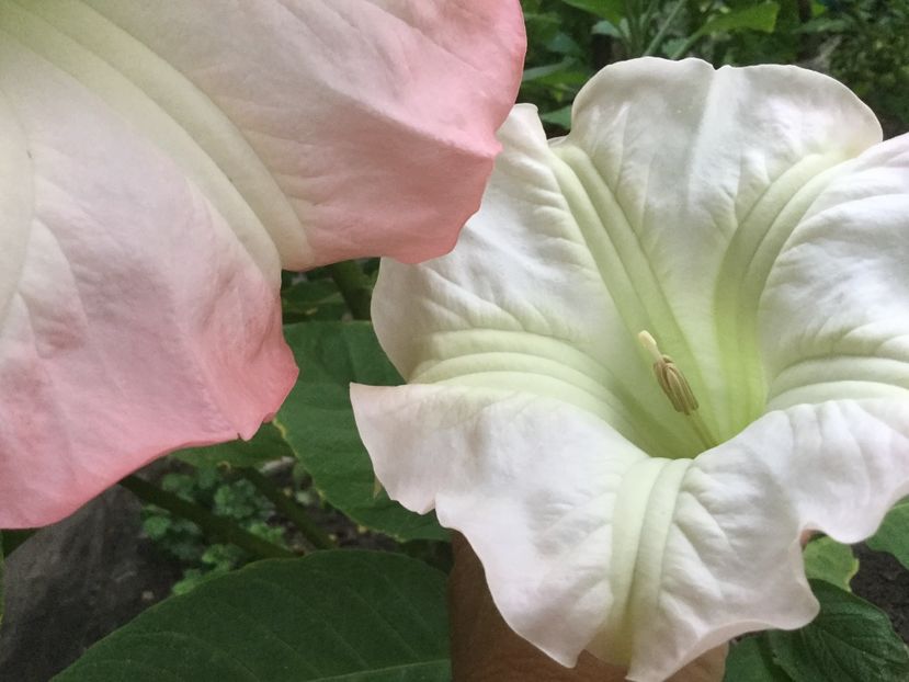 D5E8BB23-20C7-47E5-BCE1-BAC16200D308 - Flori 2018