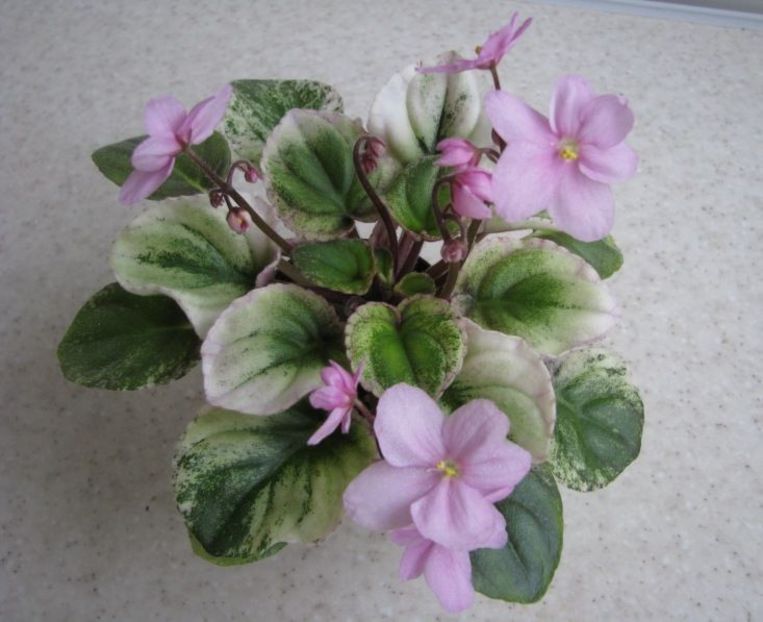 Mac s Walkabout Uluru poza net - Mac s Walkabout Uluru