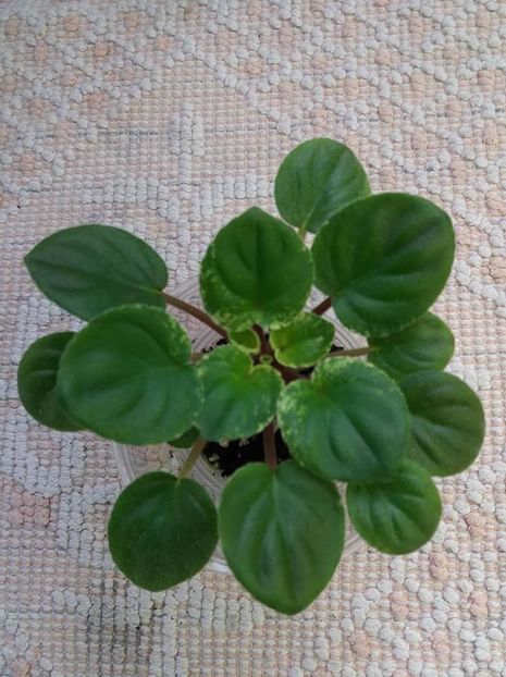 29 iulie - Mac s Walkabout Uluru