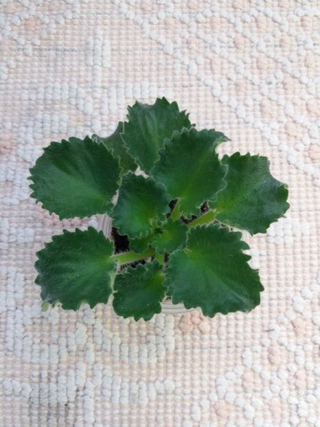 29 iulie - Wizard s Prankster