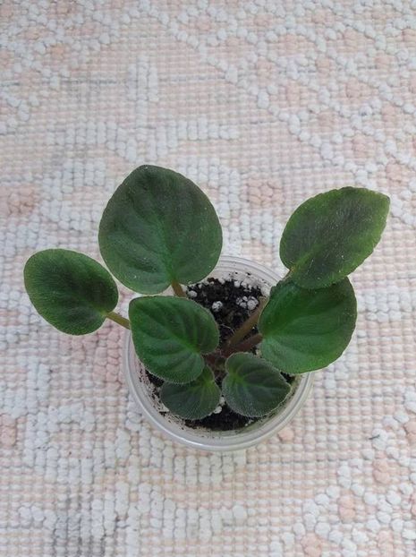 29 iulie - Downsview Trail