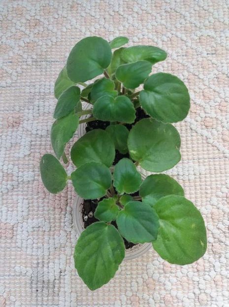 29 iulie - Allegro Appalachian Trail