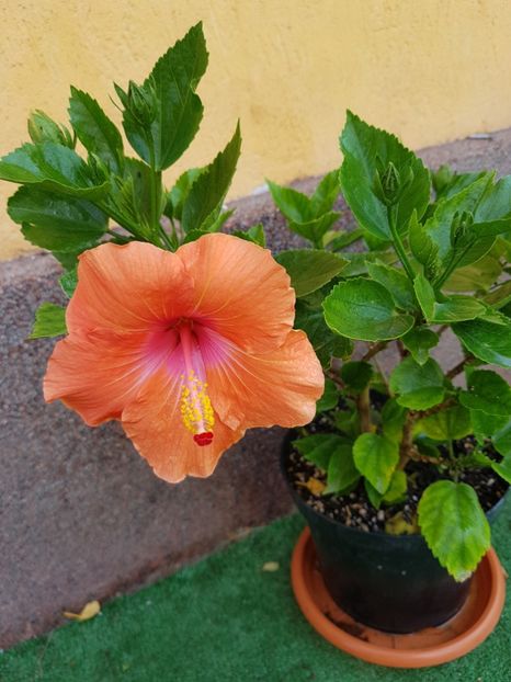  - 1-2 HIBISCUS
