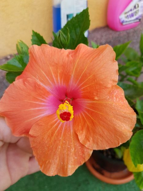  - 1-2 HIBISCUS