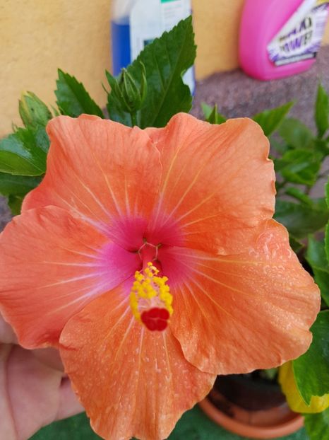  - 1-2 HIBISCUS