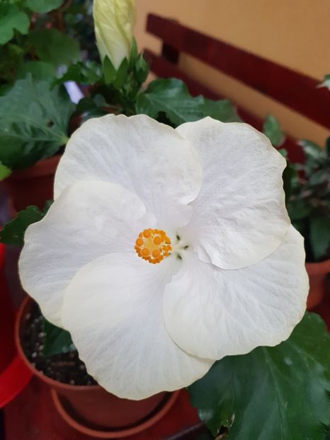  - 1-2 HIBISCUS