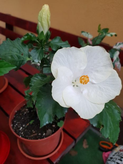Sun Remo - 1-2 HIBISCUS