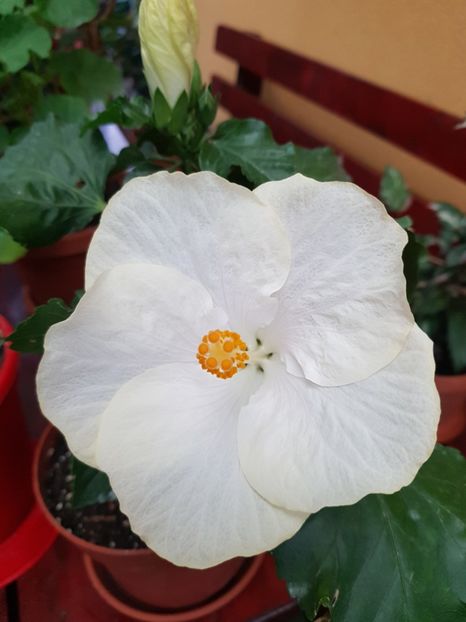  - 1-2 HIBISCUS