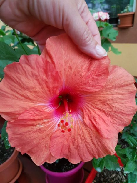  - 1-2 HIBISCUS
