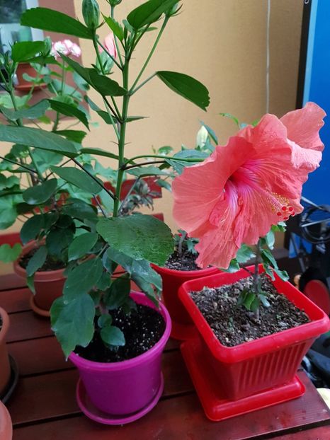  - 1-2 HIBISCUS