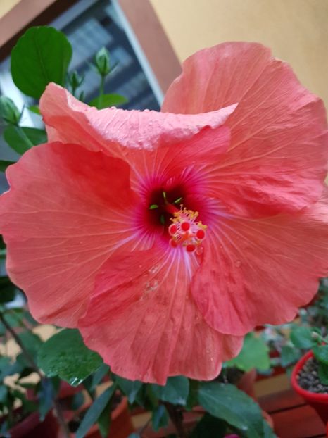  - 1-2 HIBISCUS