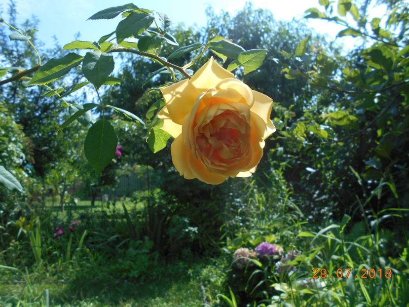 29.07.2018 - Golden Celebration