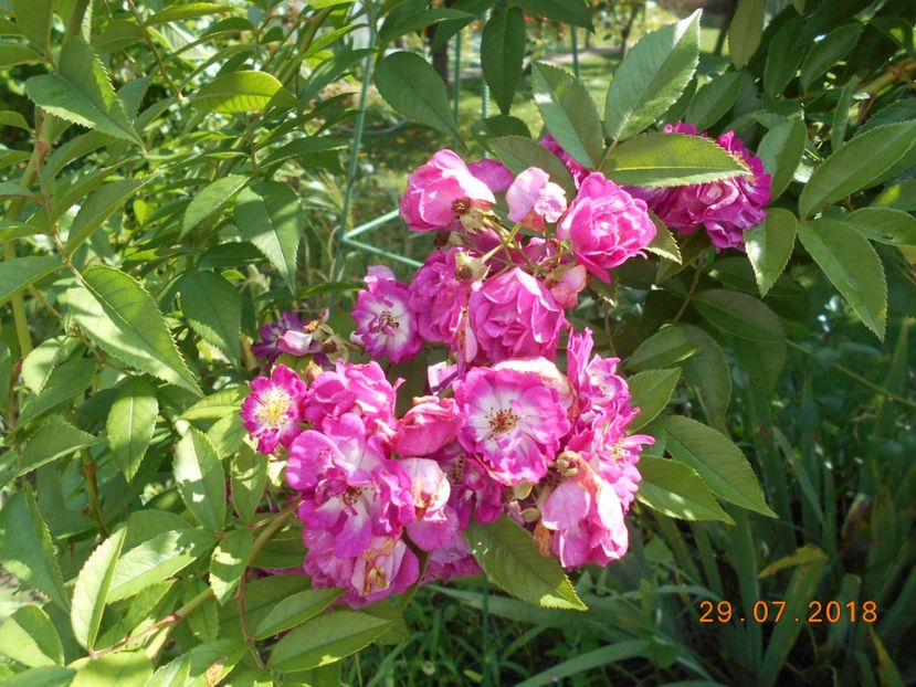  - Perennial Blue