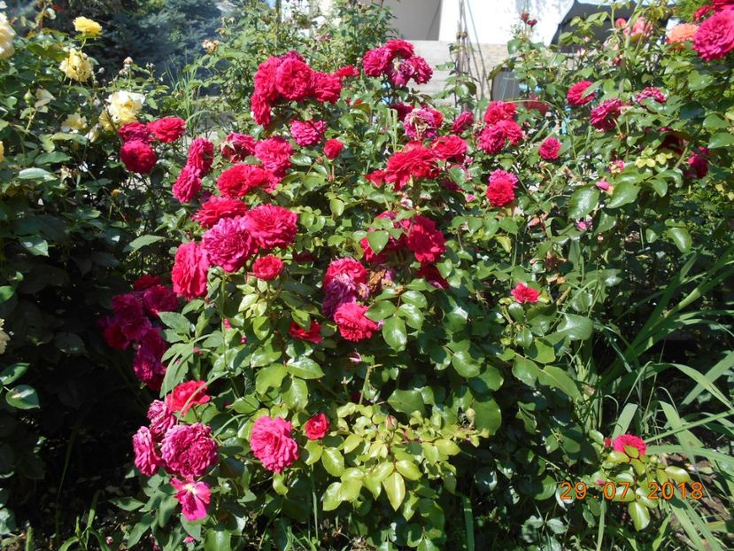  - Red Leonardo Da Vinci