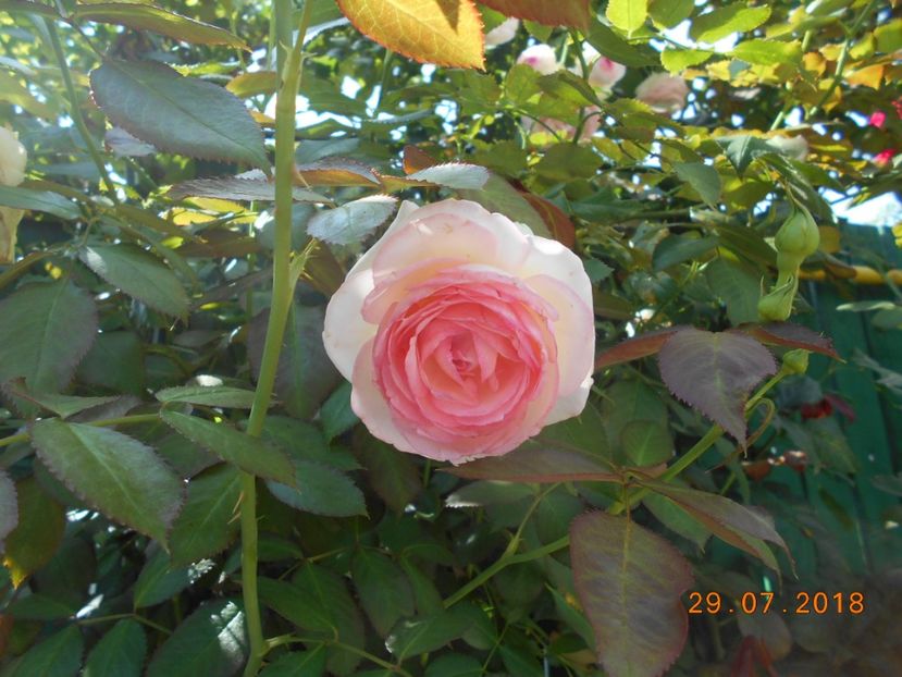  - 3Trandafiri 2018