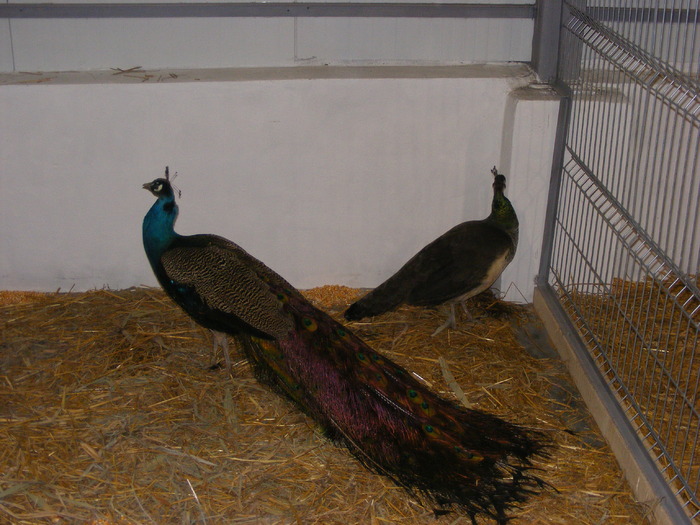 DSCF7621 - expozitzia de pasari galatzi 20-02-20010