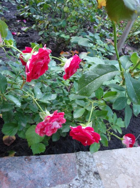  - Koblenzerin Rose