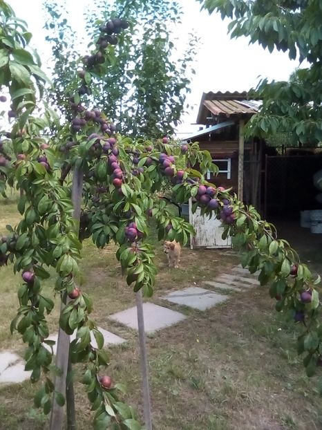  - Ferma Sânta