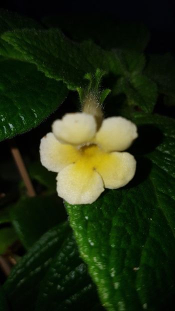  - EPISCIA