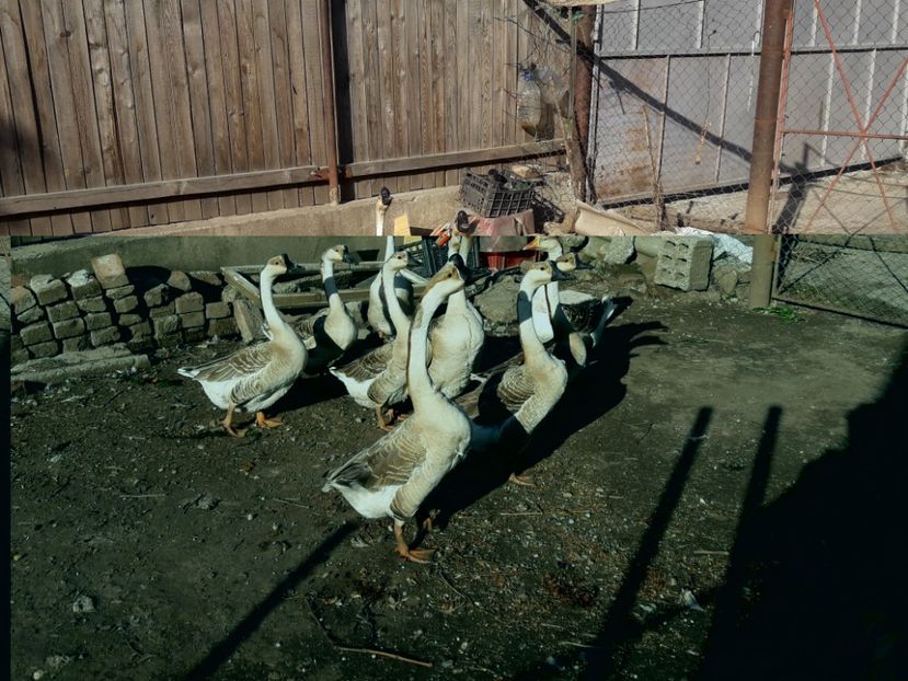  - A Gaste chinezesti si africane 2018-2019