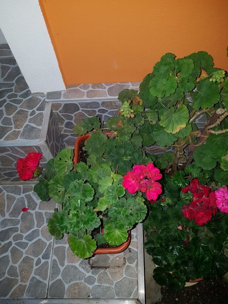  - IN GRADINA