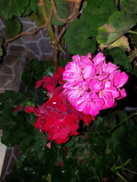  - IN GRADINA