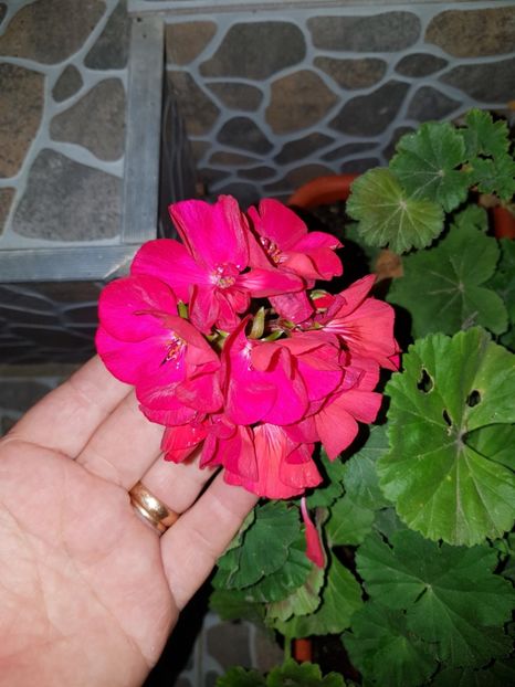  - IN GRADINA