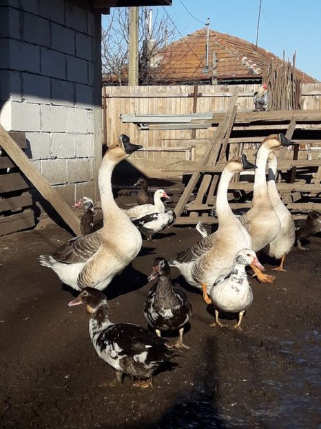  - A Gaste chinezesti si africane 2018-2019