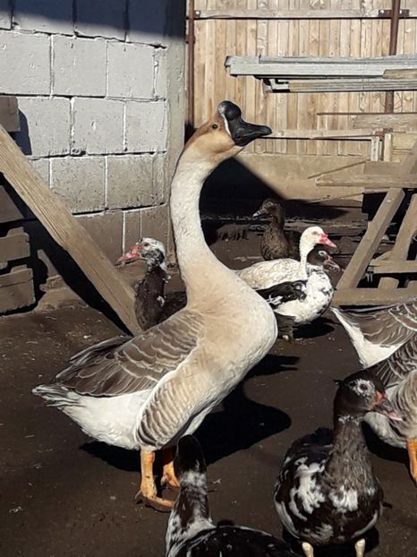  - A Gaste chinezesti si africane 2018-2019