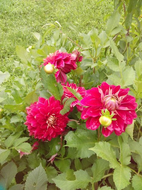  - AAAA_DALII 2015_2017_2018_2019_2020_2023