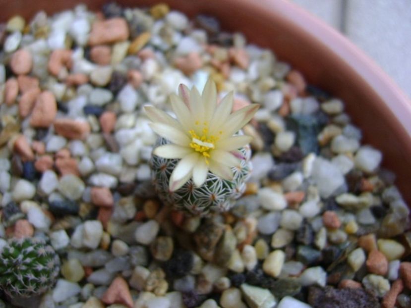 Turbinicarpus krainzianus v. lausseri - Cactusi 2018 continuare