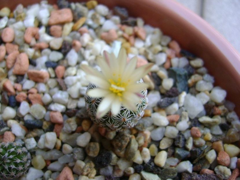 Turbinicarpus krainzianus v. lausseri - Cactusi 2018 continuare