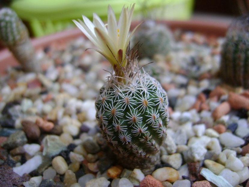 Turbinicarpus krainzianus v. lausseri - Cactusi 2018 continuare