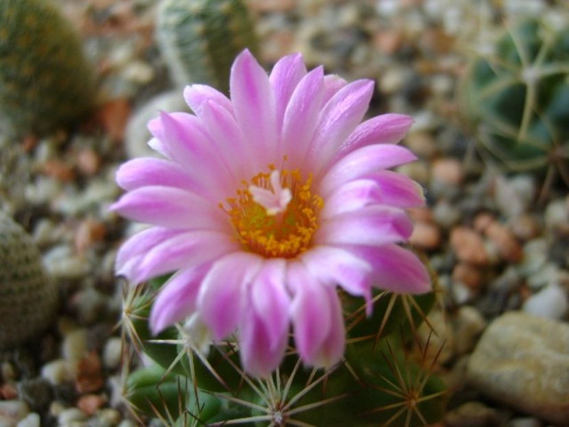 Escobaria hesteri - Cactusi 2018 continuare