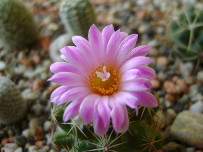 Escobaria hesteri - Cactusi 2018 continuare