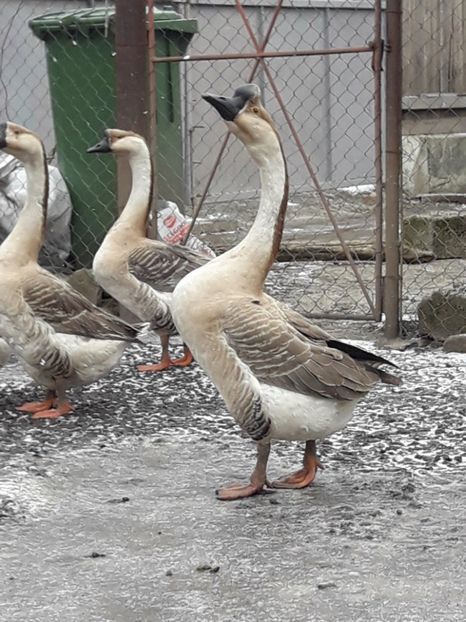  - A Gaste chinezesti si africane 2018-2019