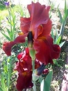 rosu-grena - IRISI ACHIZITIONATI IN 2018