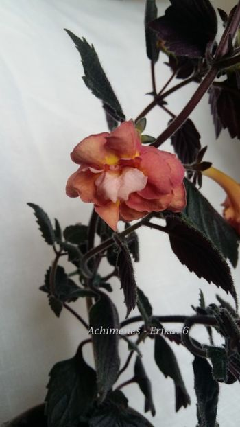  - xA Alexandra Shvelidze