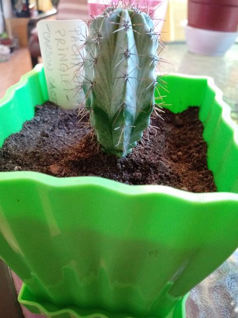  - Cactusi