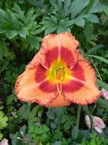 fox hunter - HEMEROCALLIS achizitionati in 2017 si 2018