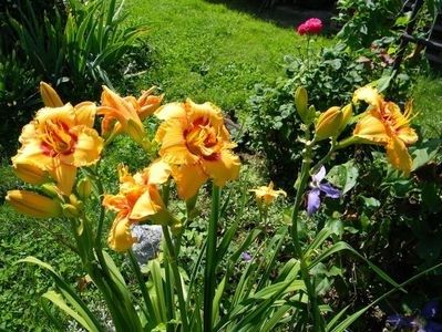 two part harmony - HEMEROCALLIS achizitionati in 2017 si 2018