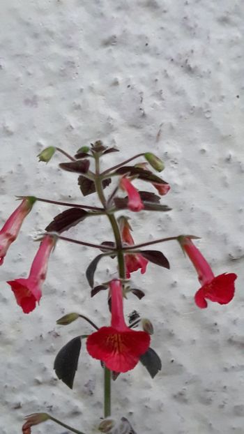  - P21 - Dutch Treat xA