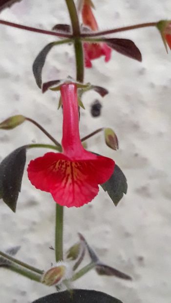  - P21 - Dutch Treat xA