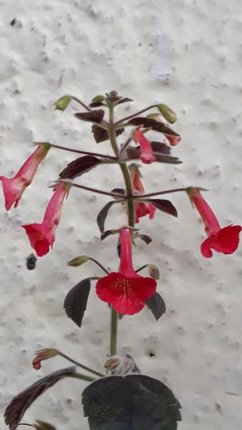  - P21 - Dutch Treat xA