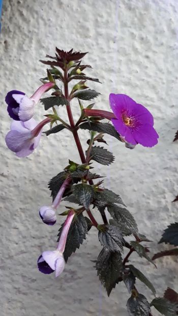  - R19 - Extravaganza