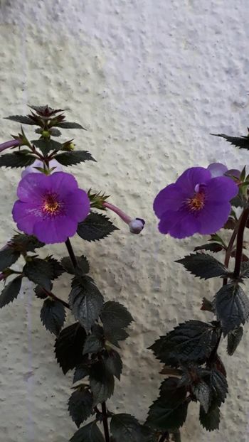  - R19 - Extravaganza