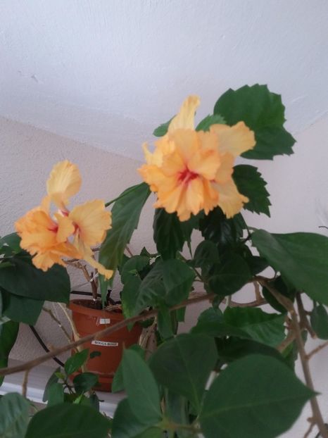 El Capitolio portocaliu(30-07-2018) - Hibiscusi 2018